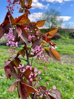 Черемуха обыкновенная Колората (Colorata)