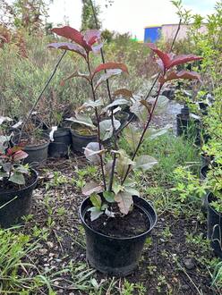 Черемуха обыкновенная Колората (Colorata)