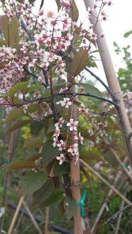 Черемуха обыкновенная Колората (Colorata)