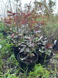 Черемуха обыкновенная Колората (Colorata)