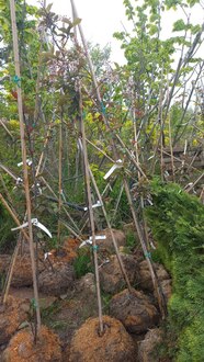 Черемуха обыкновенная Колората (Colorata)