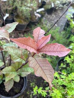 Черемуха обыкновенная Колората (Colorata)