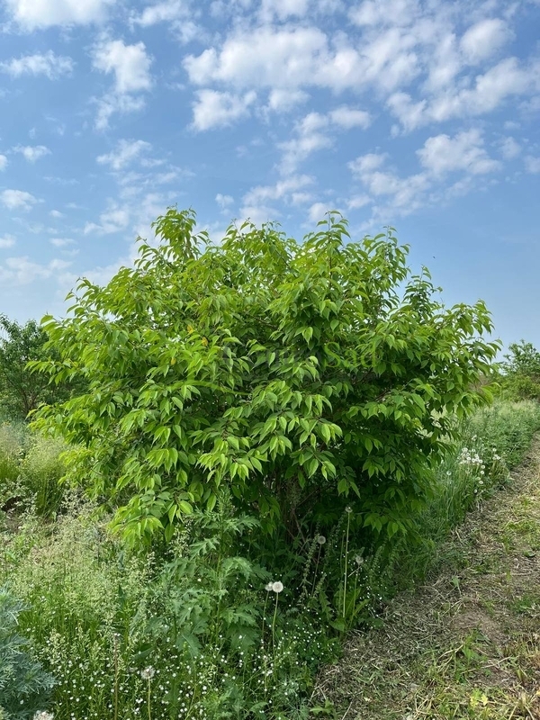 Черемуха виргинская Падус виргиниана (Padus virginiana)