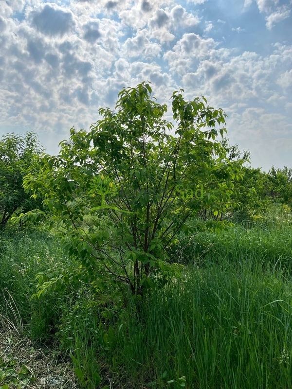 Черемуха виргинская Падус виргиниана (Padus virginiana)