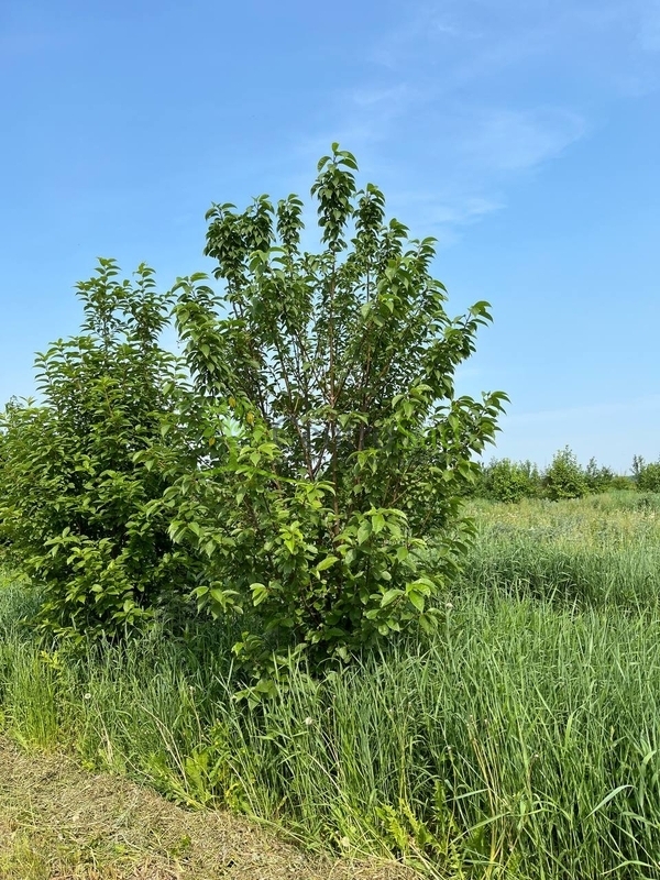 Черемуха виргинская Падус виргиниана (Padus virginiana)