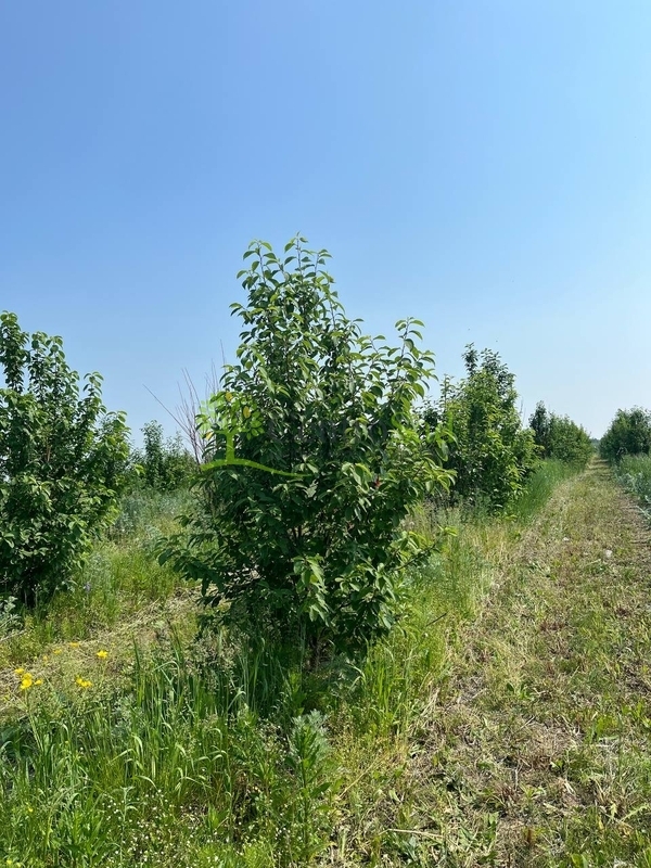 Черемуха виргинская Падус виргиниана (Padus virginiana)