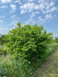 Черемуха виргинская Падус виргиниана (Padus virginiana)