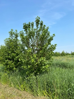 Черемуха виргинская Падус виргиниана (Padus virginiana)