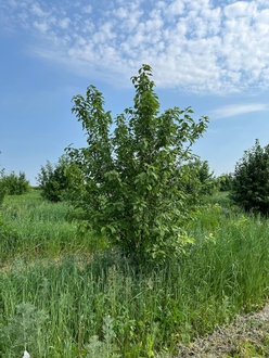 Черемуха виргинская Падус виргиниана (Padus virginiana)