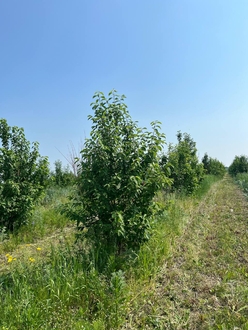 Черемуха виргинская Падус виргиниана (Padus virginiana)