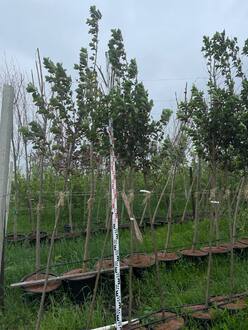 Черемуха обыкновенная Неубиенная (Neubiennaya)