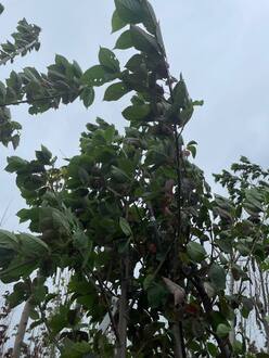 Черемуха обыкновенная Неубиенная (Neubiennaya)