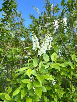Черемуха обыкновенная Неубиенная (Neubiennaya)
