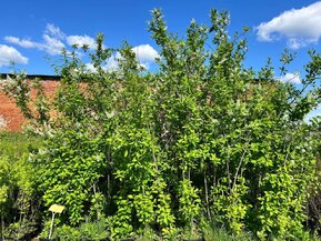 Черемуха обыкновенная Неубиенная (Neubiennaya)