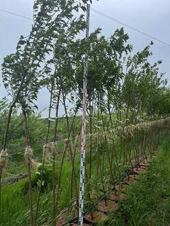 Черёмуха Маака (Maackii)