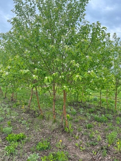 Черёмуха Маака (Maackii)