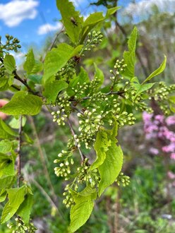 Черёмуха Маака (Maackii)