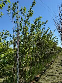 Черёмуха Маака (Maackii)