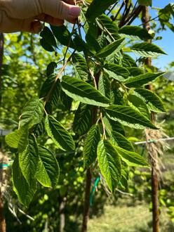 Черёмуха Маака (Maackii)