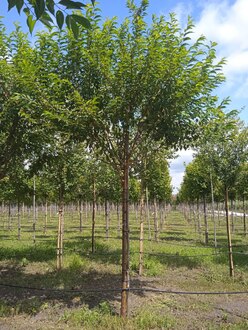 Черёмуха Маака (Maackii)