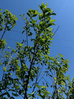 Черёмуха Маака (Maackii)