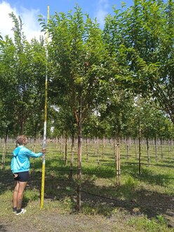 Черёмуха Маака (Maackii)