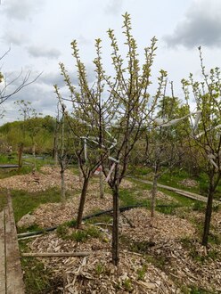 Яблоня "Богатырь"