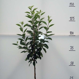 Яблоня "Антоновка" обыкновенная