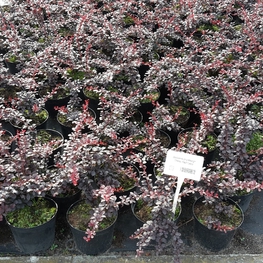 Барбарис Тунберга Дартс Ред Леди (Dart's Red Lady)