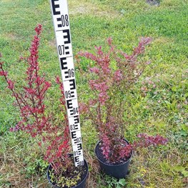 Барбарис Тунберга Харликвин (Harlequin)