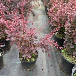 Барбарис Тунберга Харликвин (Harlequin)