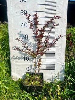 Барбарис Тунберга Харликвин (Harlequin)