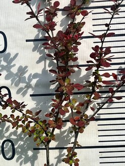 Барбарис Тунберга Харликвин (Harlequin)