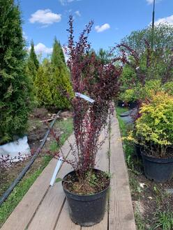 Барбарис Тунберга Рози Рокет (Rosy Roket)