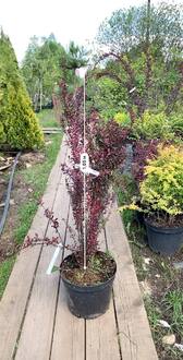 Барбарис Тунберга Рози Рокет (Rosy Roket)