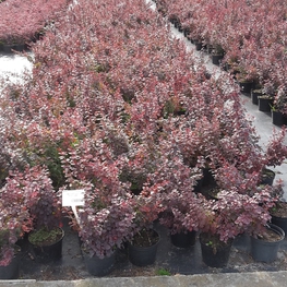 Барбарис Тунберга Атропурпуреа (Atropurpurea)