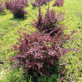 Барбарис Тунберга Атропурпуреа (Atropurpurea)