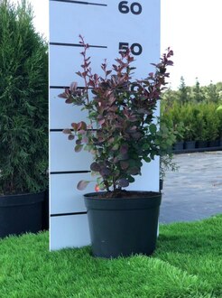 Барбарис Тунберга Атропурпуреа (Atropurpurea)