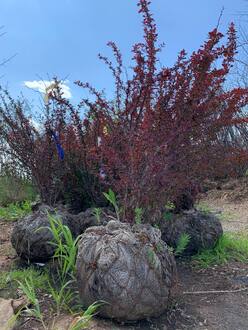 Барбарис Тунберга Атропурпуреа (Atropurpurea)