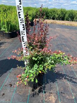 Барбарис Тунберга Атропурпуреа (Atropurpurea)