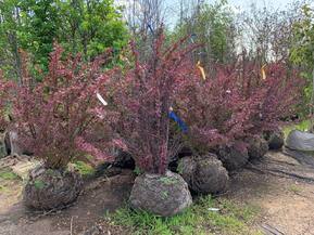 Барбарис Тунберга Атропурпуреа (Atropurpurea)