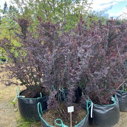 Барбарис Оттавский Суперба (Superba)