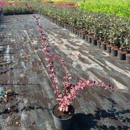 Барбарис Оттавский Суперба (Superba)