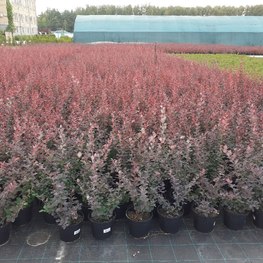 Барбарис Оттавский Суперба (Superba)