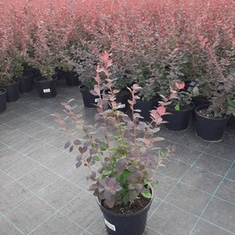 Барбарис Оттавский Суперба (Superba)