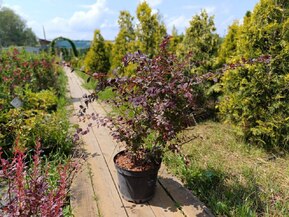 Барбарис Оттавский Суперба (Superba)