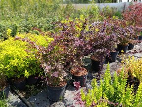 Барбарис Оттавский Суперба (Superba)