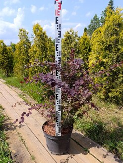 Барбарис Оттавский Суперба (Superba)