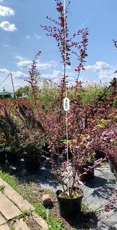 Барбарис Оттавский Суперба (Superba)