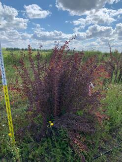 Барбарис Оттавский Суперба (Superba)